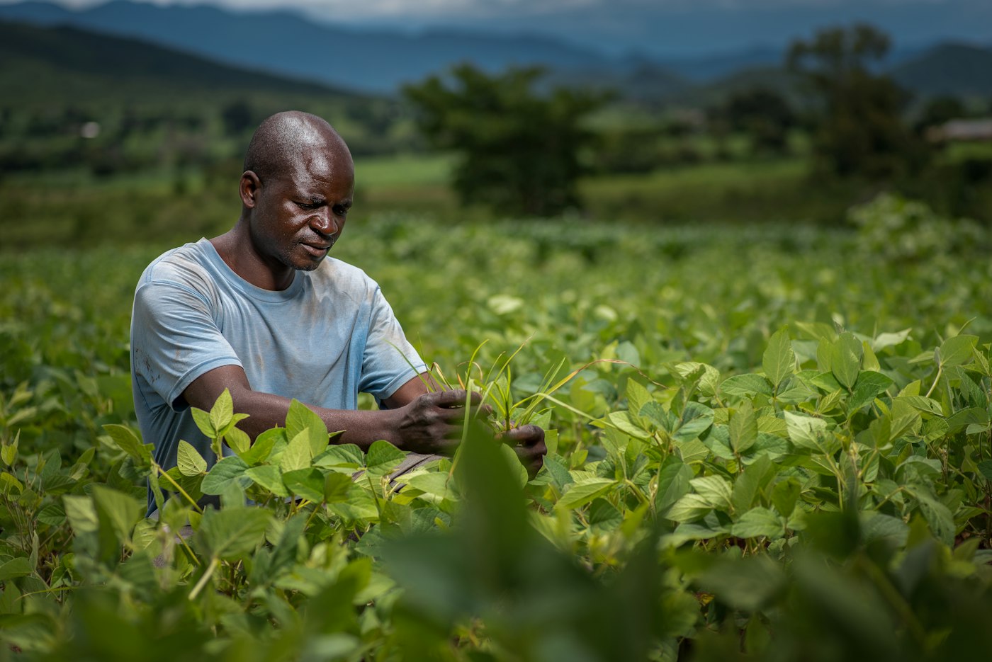 Un agriculteur s'occupe de ses cultures